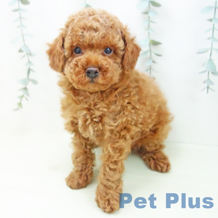 トイ・プードルの写真2