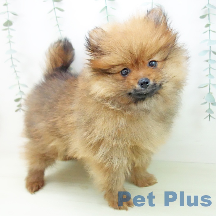 ポメラニアンの写真2