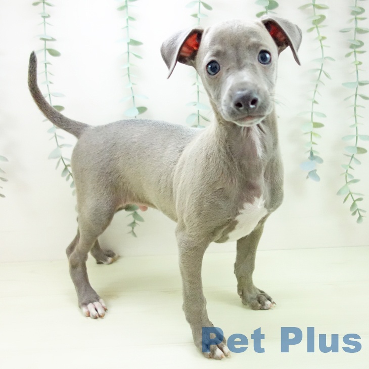 イタリアン・グレーハウンド