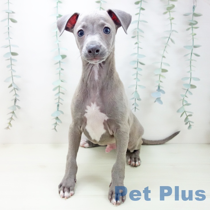 イタリアン・グレーハウンドの写真2