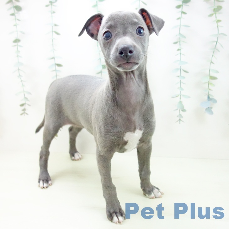 イタリアン・グレーハウンド