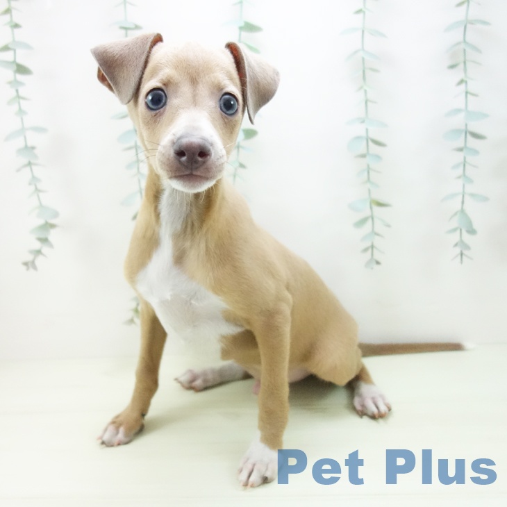 イタリアン・グレーハウンドの写真2