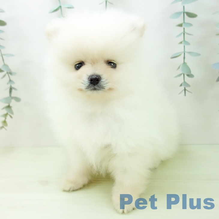 ポメラニアンの写真2