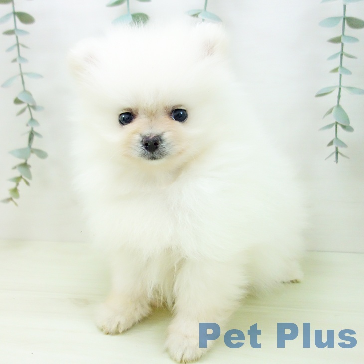 ポメラニアンの写真2
