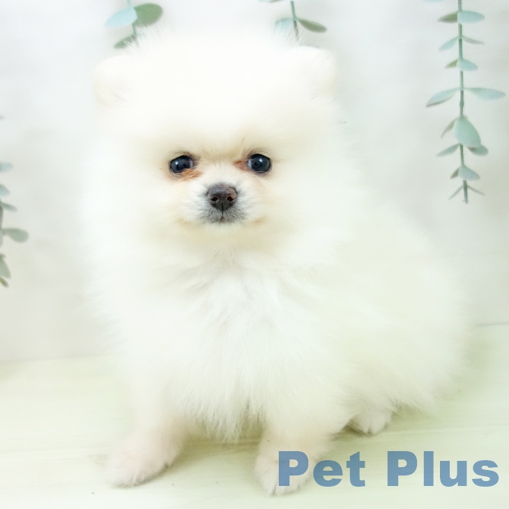 ポメラニアンの写真2