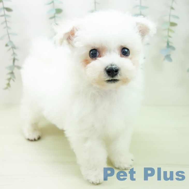 ビション・フリーゼ