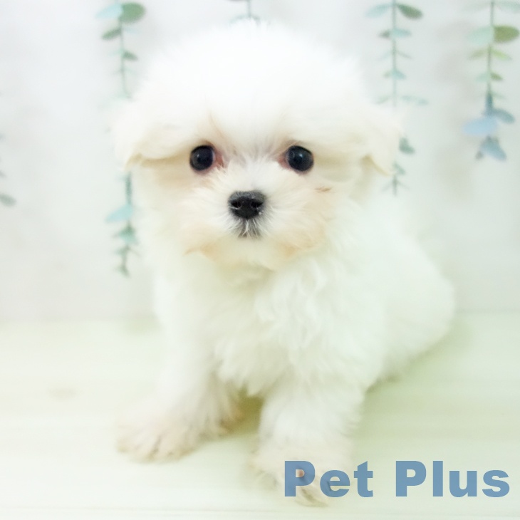 マルチーズの写真2