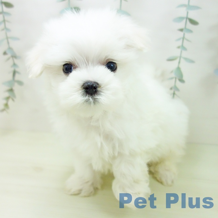 マルチーズの写真2