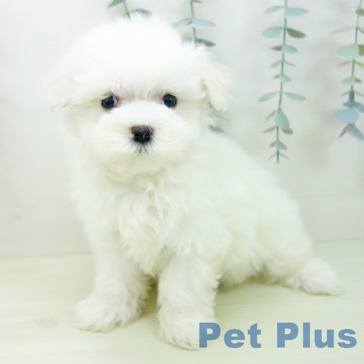 マルチーズの写真2