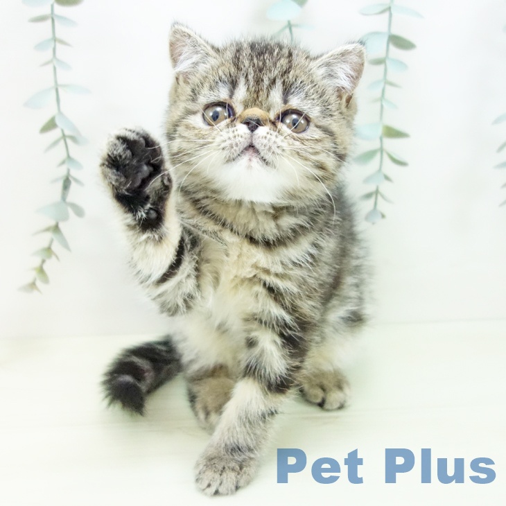 エキゾチックの写真2