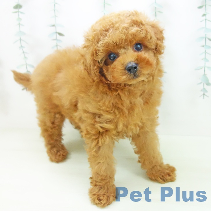 トイ・プードル