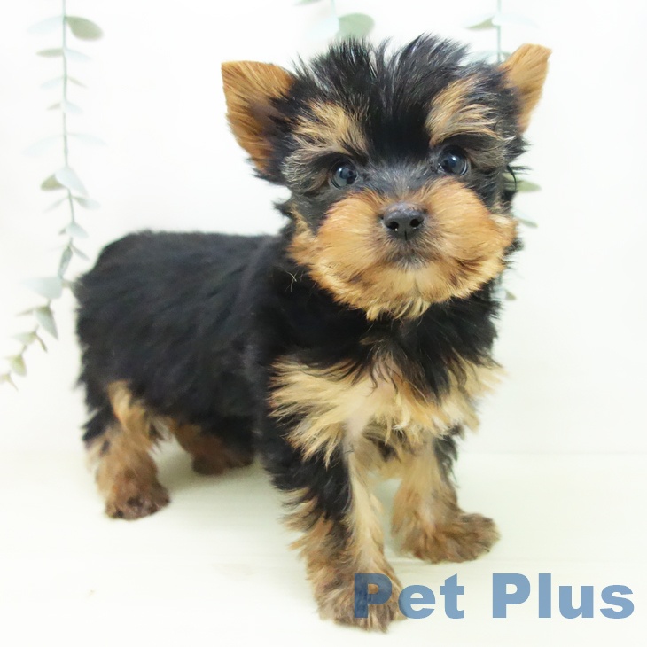 ヨークシャー・テリアの写真2