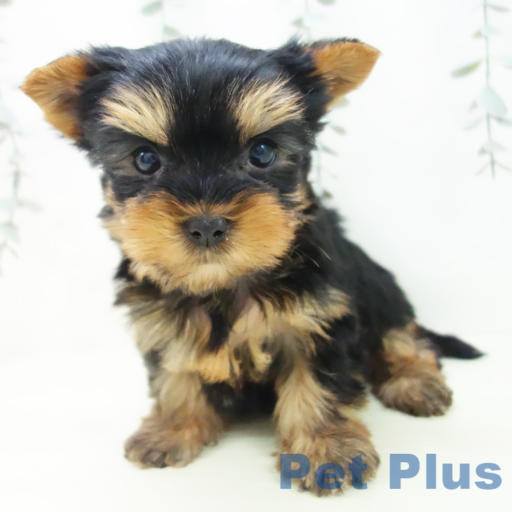 ヨークシャー・テリアの写真2