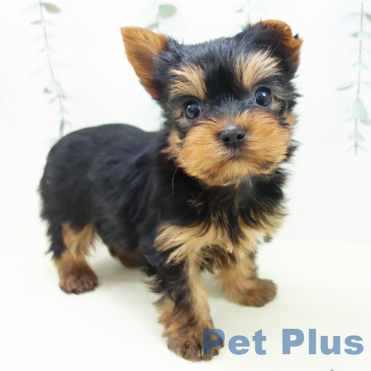 ヨークシャー・テリア