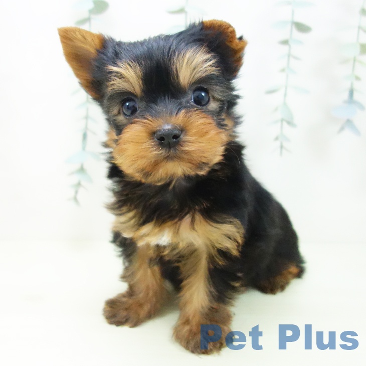 ヨークシャー・テリア