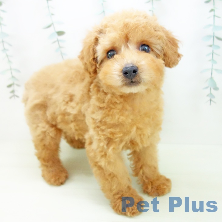 トイ・プードル