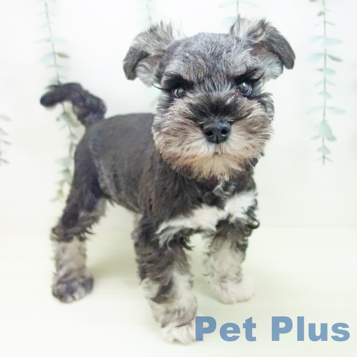 ミニチュア・シュナウザー