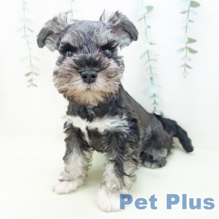 ミニチュア・シュナウザーの写真2