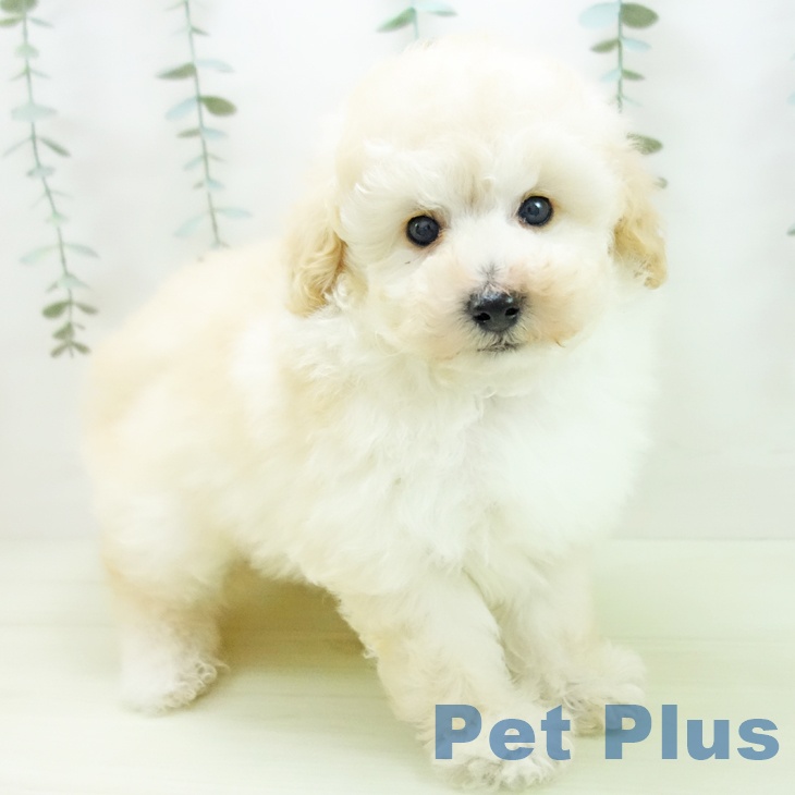 トイ・プードル