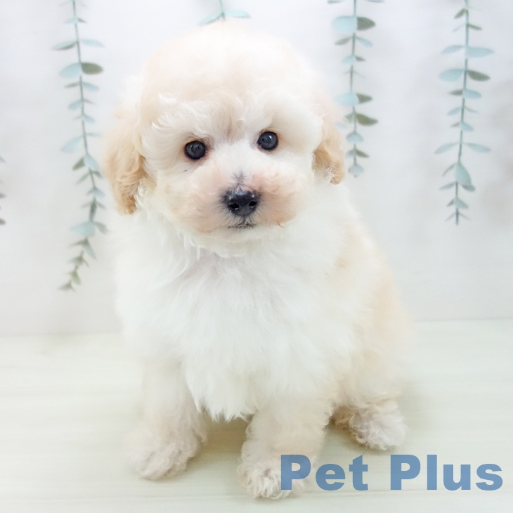 トイ・プードルの写真2