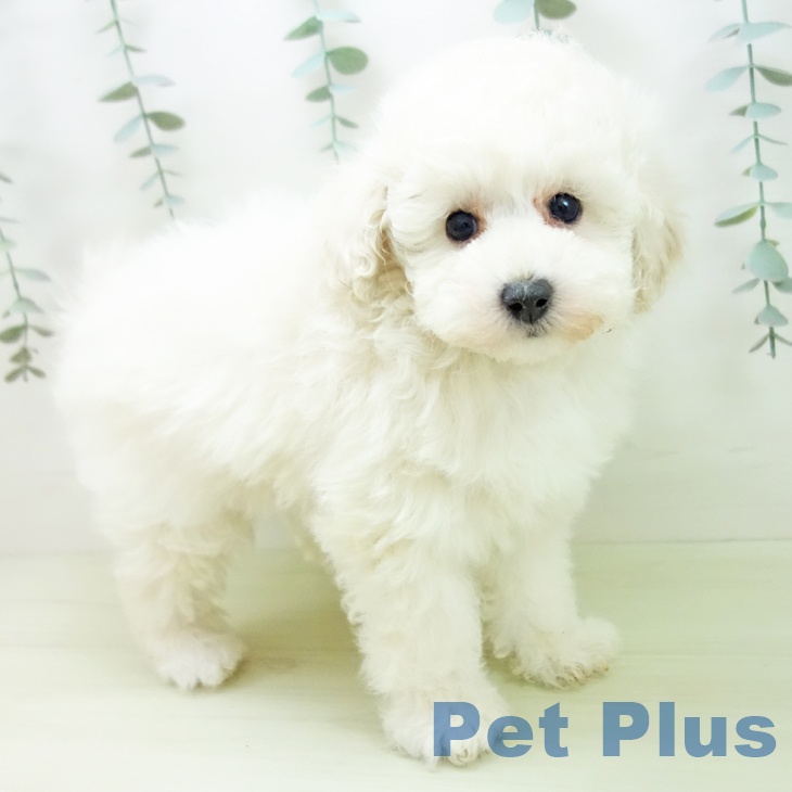 トイ・プードル