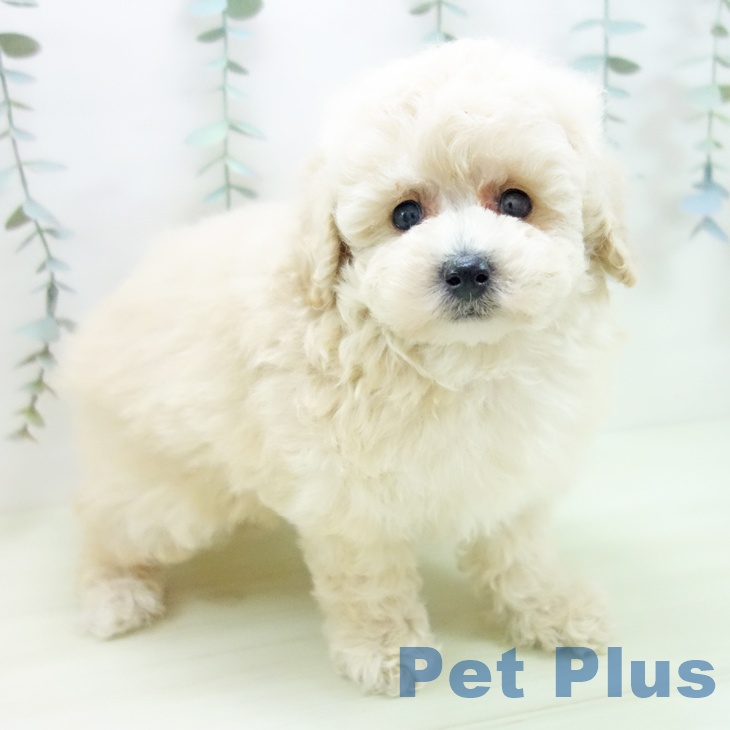 トイ・プードル