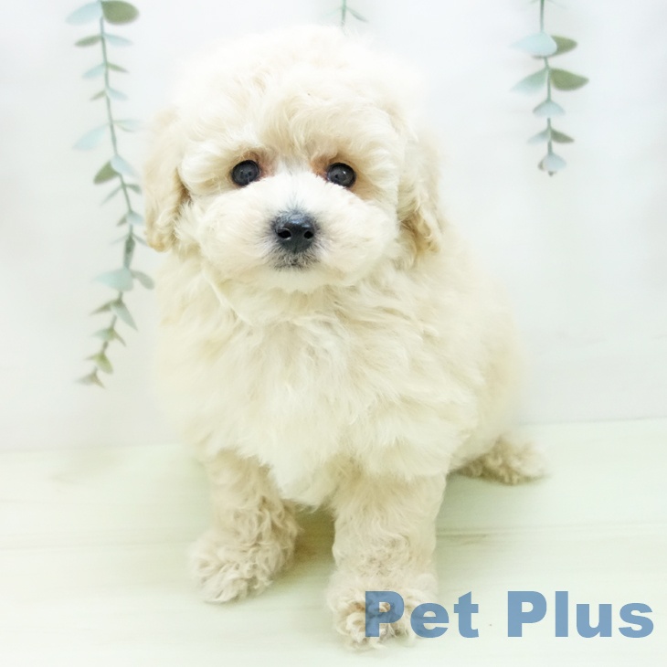 トイ・プードル