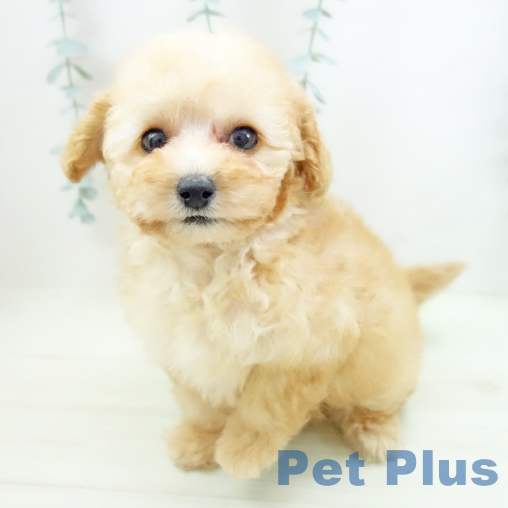 トイ・プードル