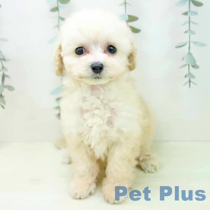 トイ・プードル