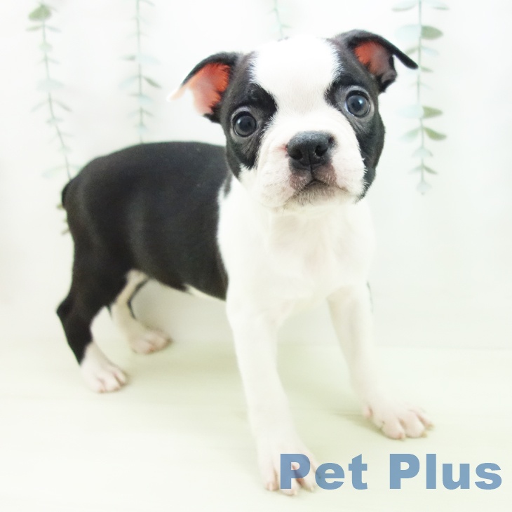 ボストン・テリア