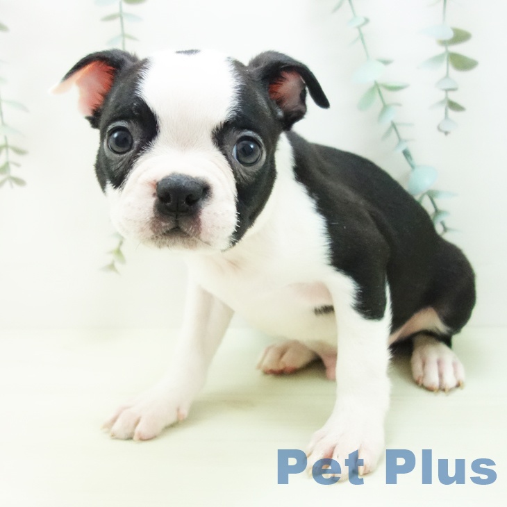 ボストン・テリアの写真2