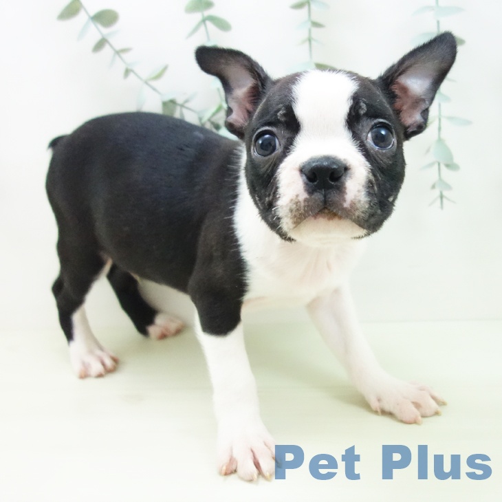 ボストン・テリア