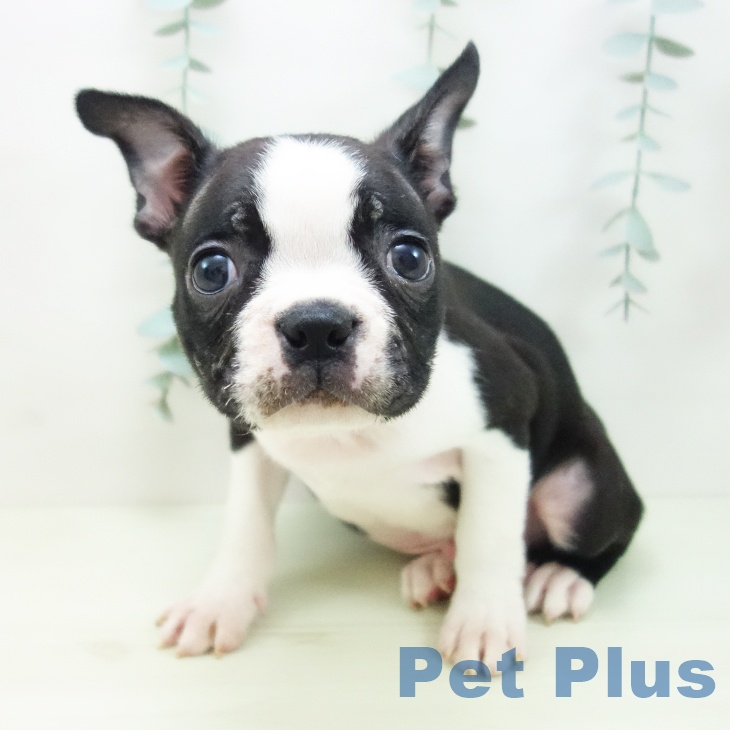 ボストン・テリアの写真2