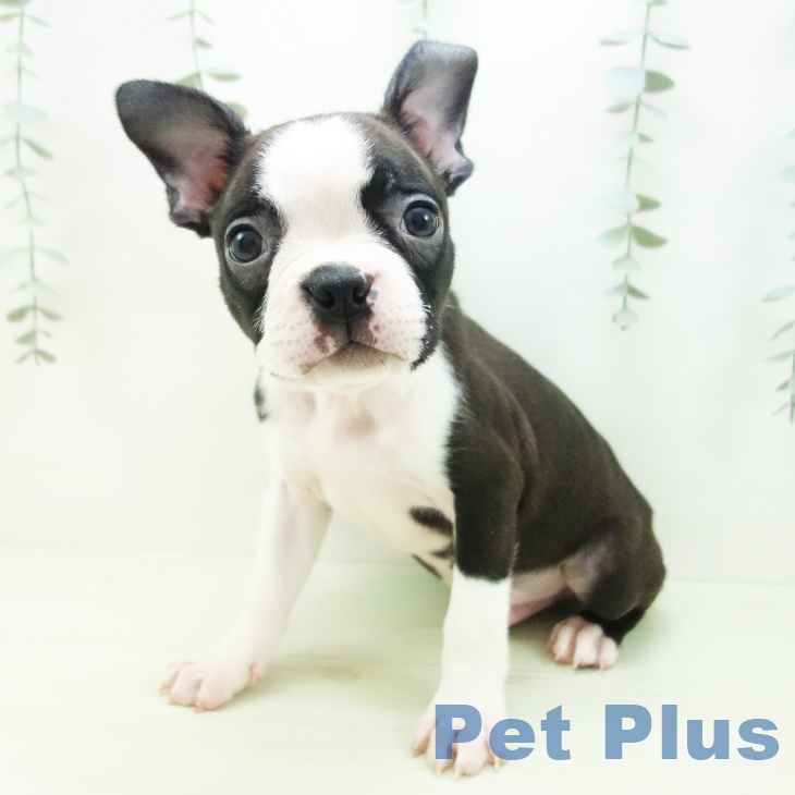 ボストン・テリアの写真2