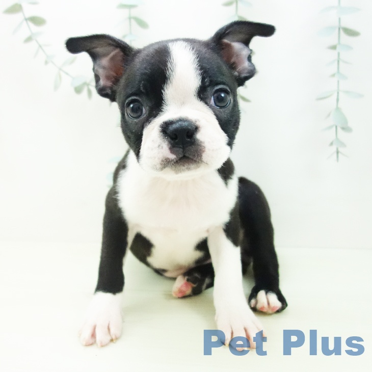 ボストン・テリア