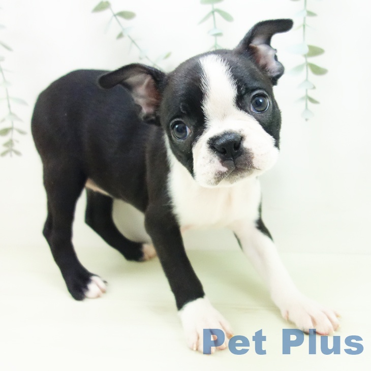 ボストン・テリアの写真2