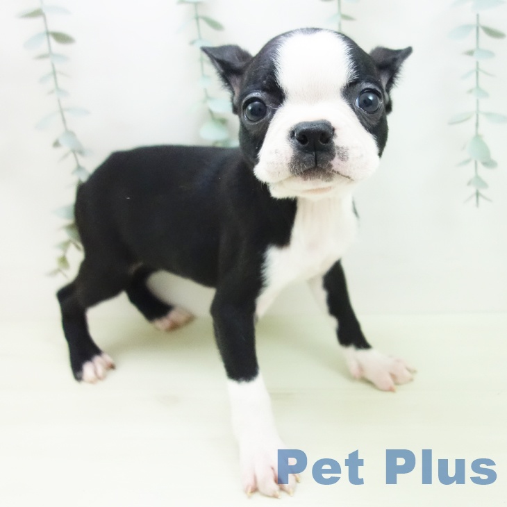 ボストン・テリア