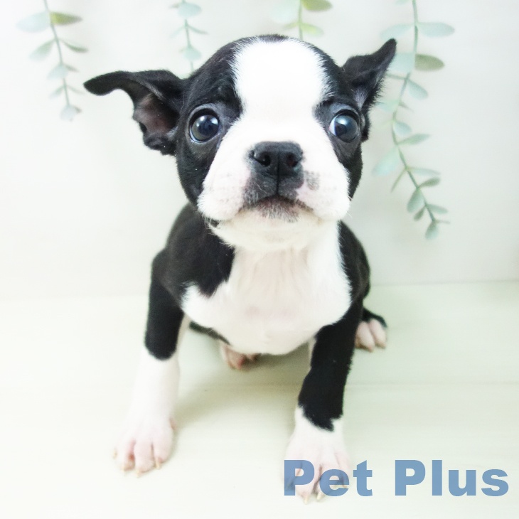 ボストン・テリアの写真2