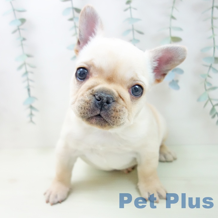 フレンチ・ブルドッグの写真2