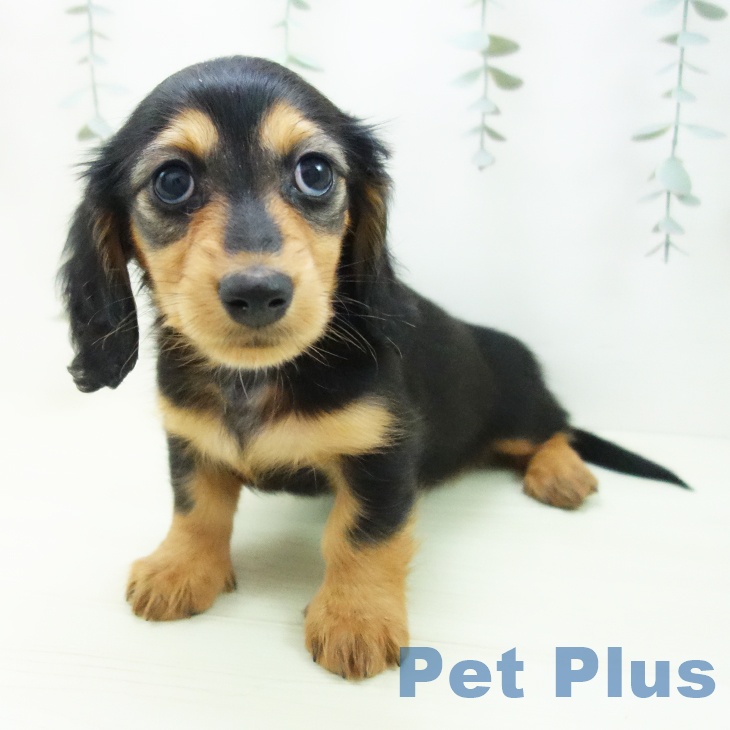 ミニチュア・ダックスフンド