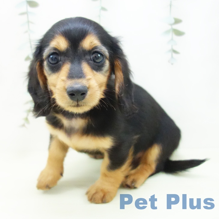 ミニチュア・ダックスフンドの写真2