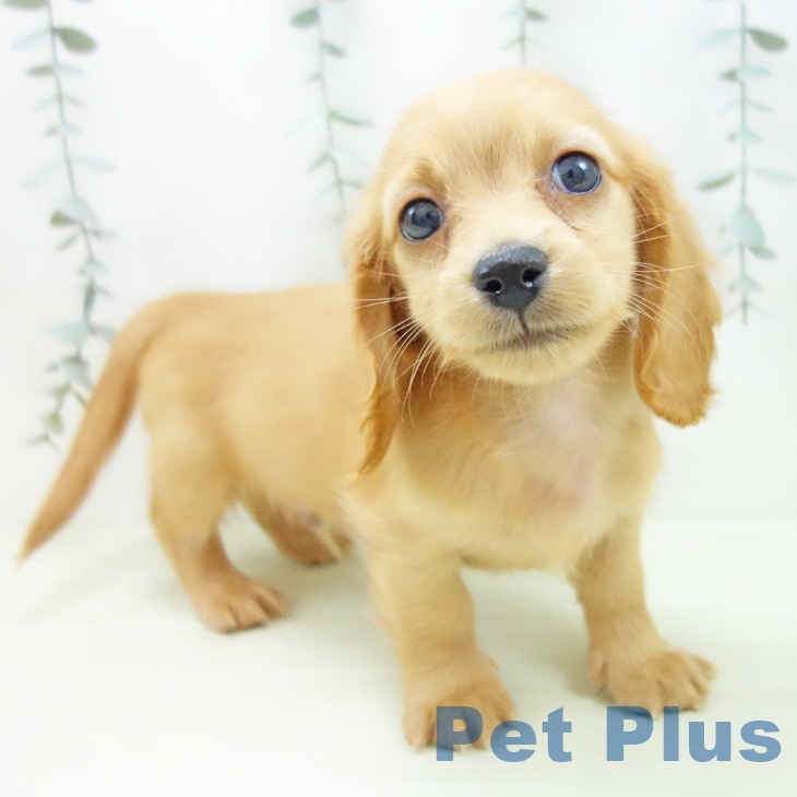 ミニチュア・ダックスフンド