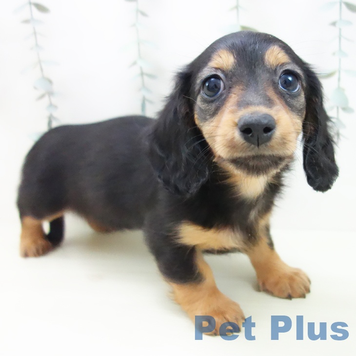 ミニチュア・ダックスフンド