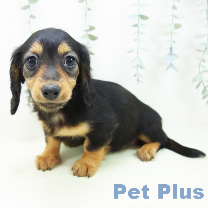 ミニチュア・ダックスフンドの写真2