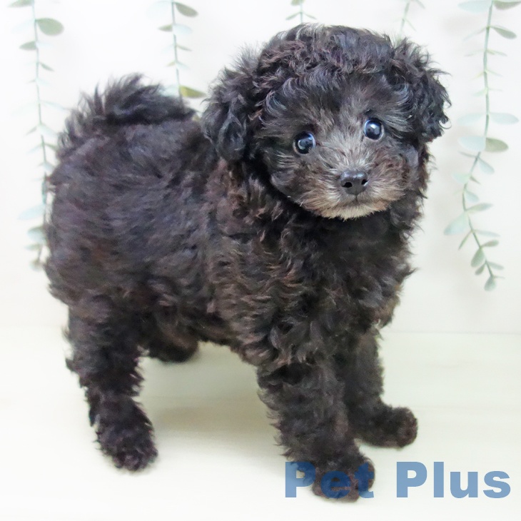 トイ・プードルの写真2