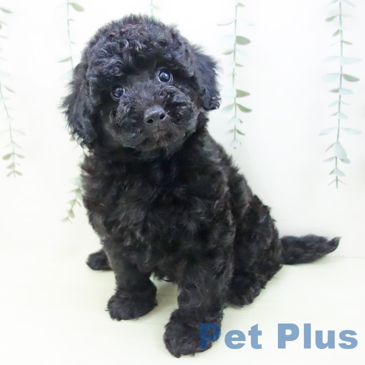 トイ・プードルの写真2