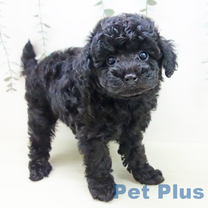 トイ・プードル