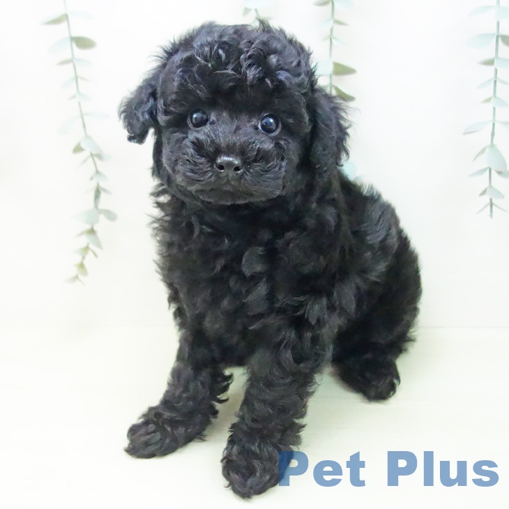 トイ・プードルの写真2