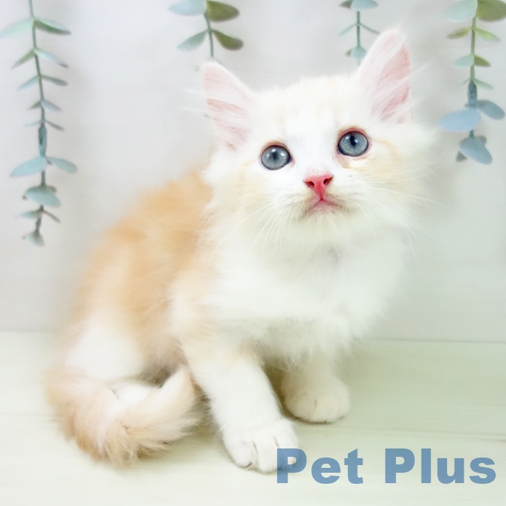 サイベリアンの写真2