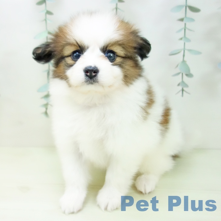 パピヨンの写真2